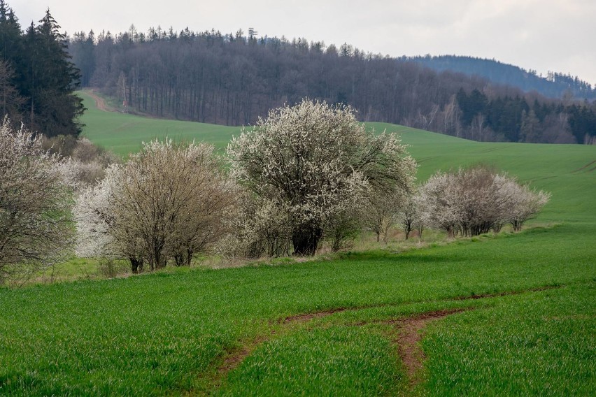 Zakwitły pierwsze drzewa w Wałbrzychu i okolicy. A tak...