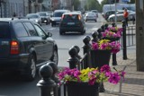 Kto i po co kradnie kwiaty w centrum Zduńskiej Woli? Argumenty są absurdalne ZDJĘCIA