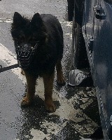 Pies tropiący doprowadził policjantów do włamywaczy [ZDJĘCIA]