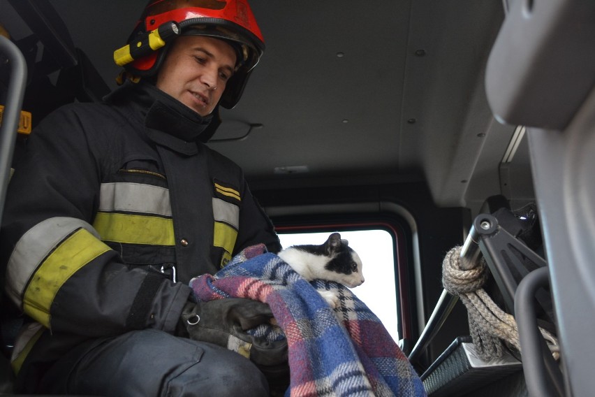 Malborscy strażacy pomogli kotkowi, który wpadł do kanału Juranda