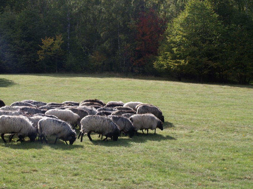 Owce jako "żywe kosiarki" na karkonoskich łąkach. Będą chronić cenne rośliny [ZDJĘCIA]