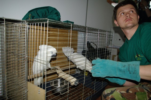 Kakadu w zamojskim zoo: ptaki przywieźli celnicy