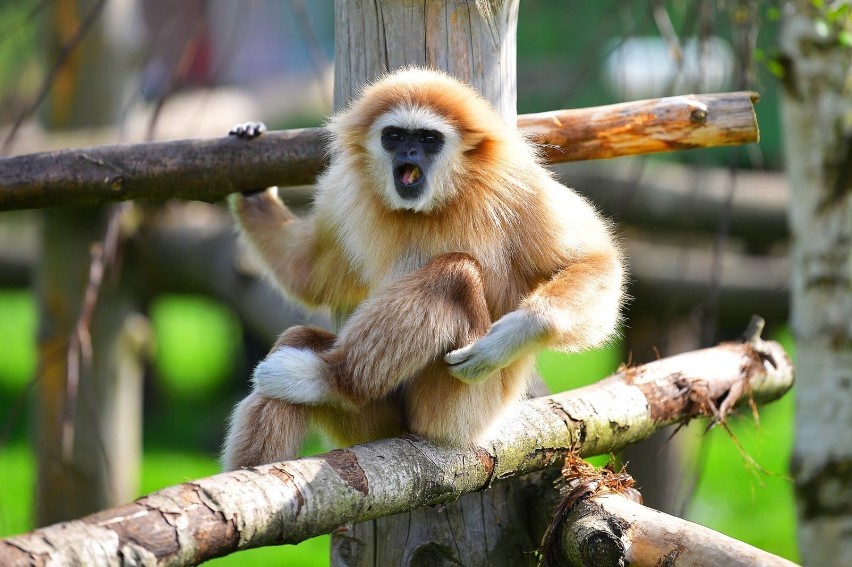 ZOO w Łącznej potrzebuje pomocy. Żyje tam wiele wspaniałych zwierząt 