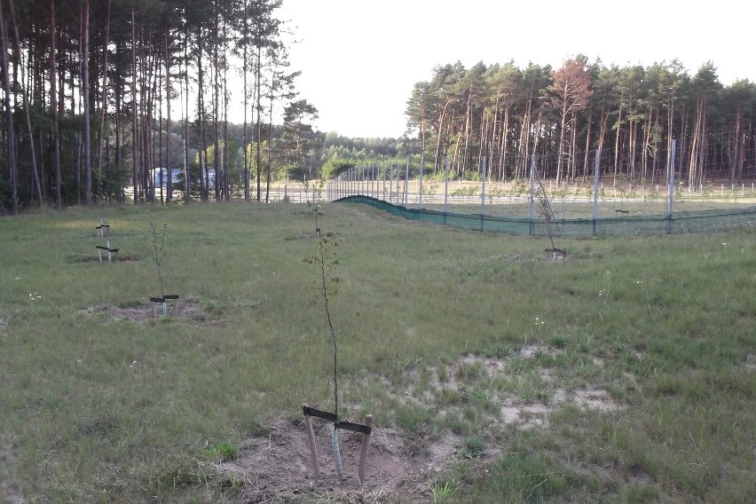 Zbąszyń. Przejście dla zwierząt. Autostrada A2. [ZDJĘCIA]