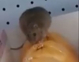 Szczur w Biedronce w Prudniku. Gryzoń zjadał produkt z półki z wędlinami. Nagrał go jeden z klientów