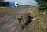 Brody Duże. Zderzenie z łosiem na drodze krajowej nr 62. Kierowca i pasażerka wylądowali w szpitalu. Zwierzę zginęło na drodze