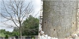 Ktoś zniszczył drzewo na cmentarzu w Sycowie. Nawiercił otwory i wpuścił truciznę? (23.6)
