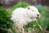 Rybnik. Urodziły się maleńkie nutrie. Mamy zdjęcia nowej rodzinki! Ale słodziaki