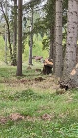 Łoś wędruje w Sudetach. Przyrodnicy zauważyli go najpierw w Górach Sowich, a dwa dni temu pod Krzeszowem. To rzadkość!