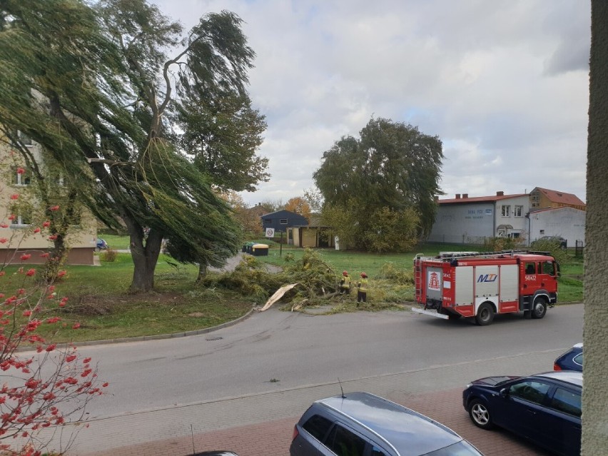 Ułamana wierzba na ulicy Armii Krajowej w Szczecinku