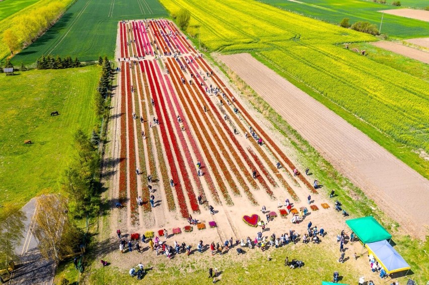 W 2023 r. pole tulipanów „O rany, tulipany!” z Cedrów...