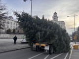 Choinka piękna jak las stanęła na gorlickim rynku. To ponad dziesięciometrowa jodła kanadyjska