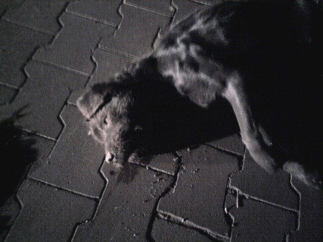 Martwy pies znaleziony 25 marca wieczorem przy ul. Legionów w Tarnowskich Górach