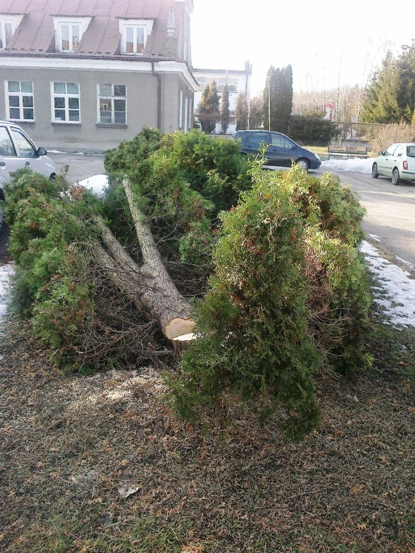 Wycinka drzew pod budowę nowej weterynarii.