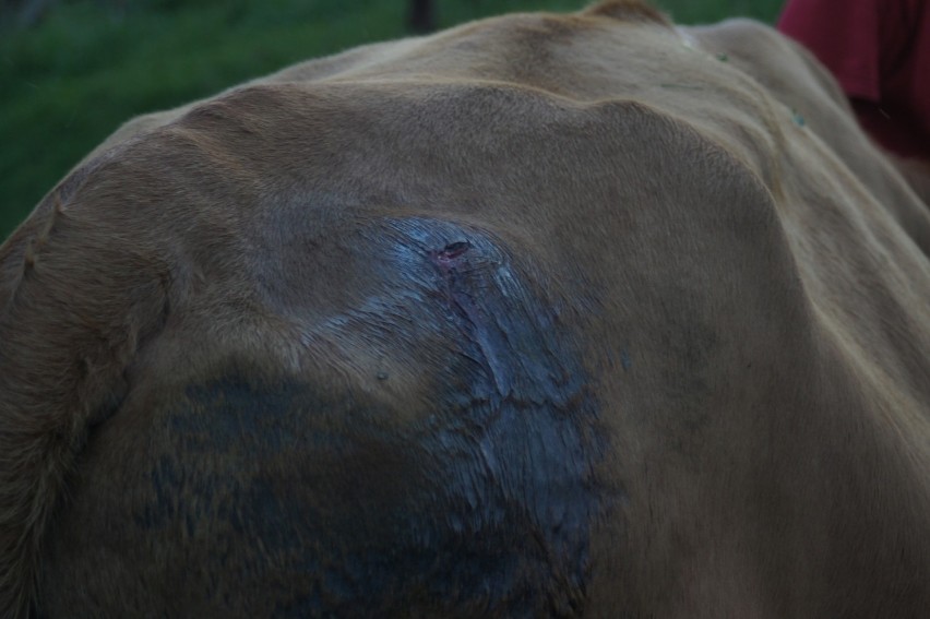 Nowy Targ. Bestialski atak na krowy. Zwierzęta pocięto nożem [ZDJĘCIA]