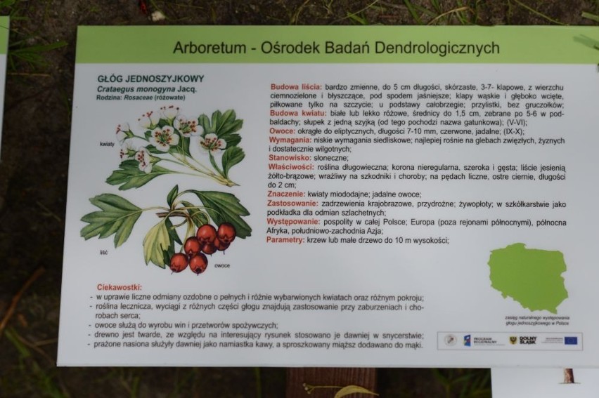 Arboretum w Pawłowicach, czyli drugi ogród botaniczny (ZDJĘCIA)