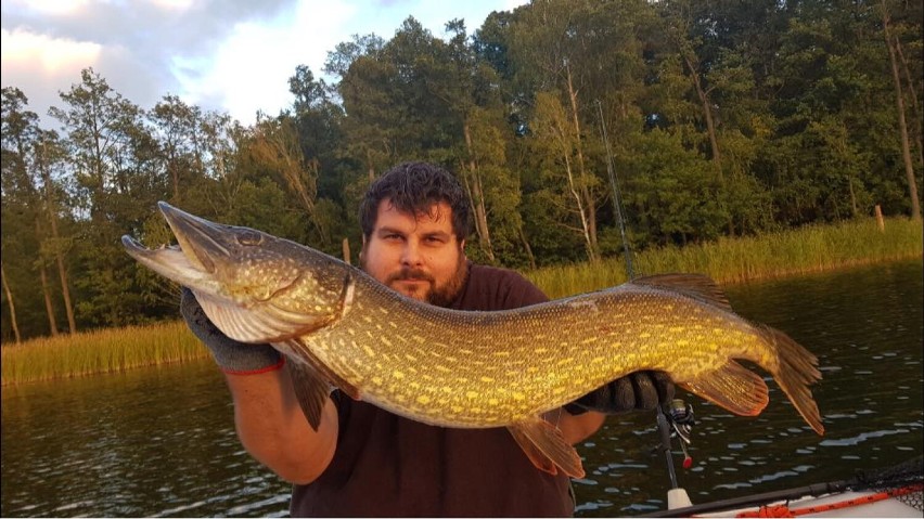 Wielka ryba w jeziorze Borówno. Ponad 8 kilogramowego szczupaka złowił mieszkaniec Kujanek