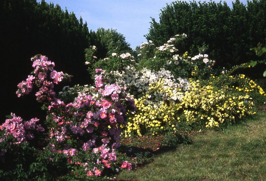 Ogród botaniczny w Powsinie: Zobacz najpiękniejsze odmiany...