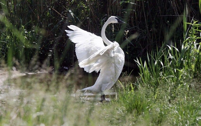 Sensacja, największy ptak wodny świata na jednym z podlegnickich jezior [ZDJĘCIA]