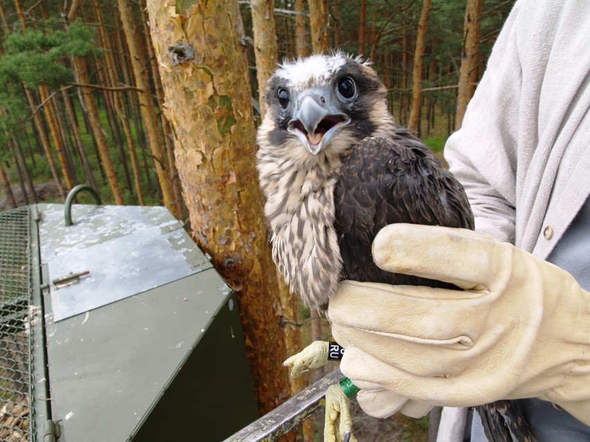 Sokoły wędrowne wracają na Dolny Śląsk