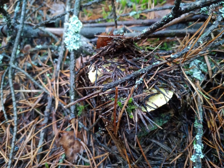 Grzybobranie 22 listopada – grzyby, historia i las. Jedziemy do Kłomina