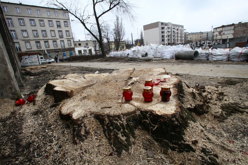 Wycięli drzewa w Łodzi, żeby zrobić parki i zielone ulice