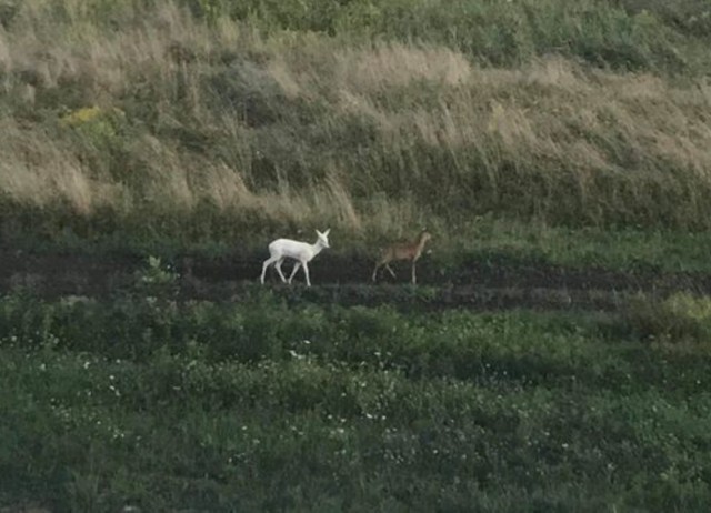 Sarna-albinos na krakowskim Ruczaju