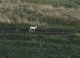 Kraków. Tego jeszcze nie było! Sarenka-albinos na osiedlu pomiędzy blokami [ZDJĘCIA]