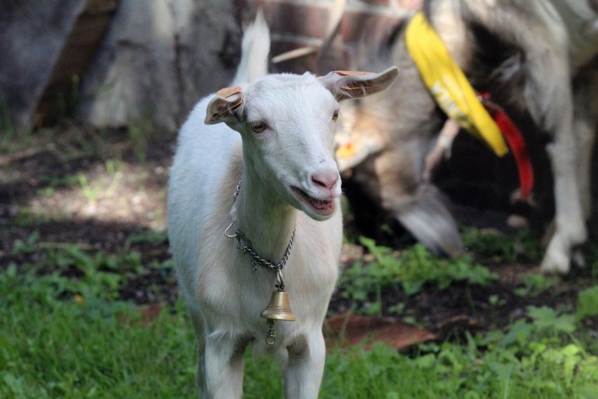 Mini Zoo w Legnicy od soboty ponownie otwarte, a w nim bażanty, pawie, przepiórki, kozy i koźlątka! [ZDJĘCIA]