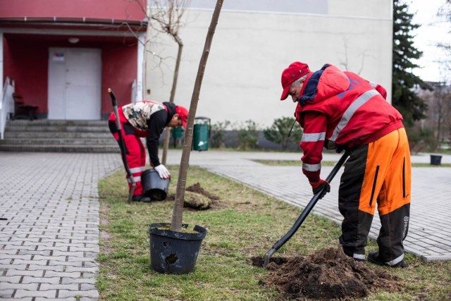 Pracownicy zakładu Usług Komunalnych młode drzewka sadzili między innymi przy szkołach i przedszkolach w Radomiu.