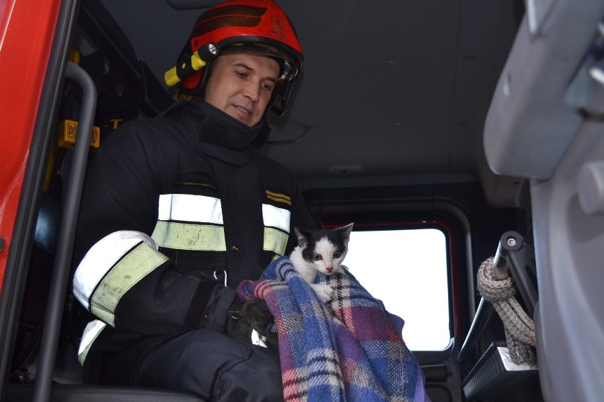 Malborscy strażacy pomogli kotkowi, który wpadł do kanału Juranda