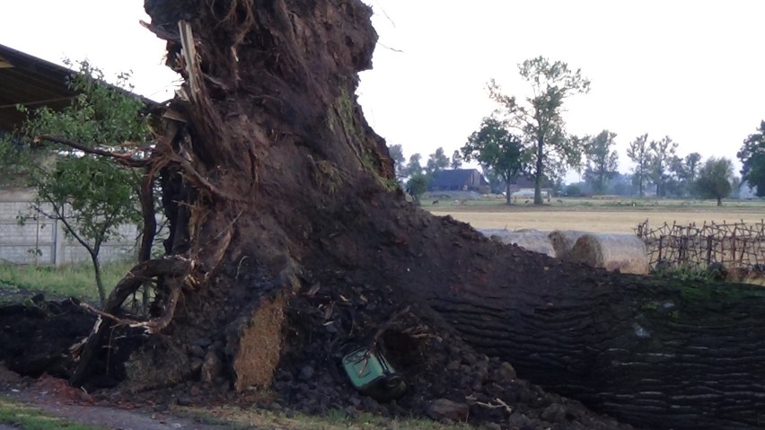 W Krzeszycach podczas burzy drzewa zwaliły się na dom [zdjęcia]