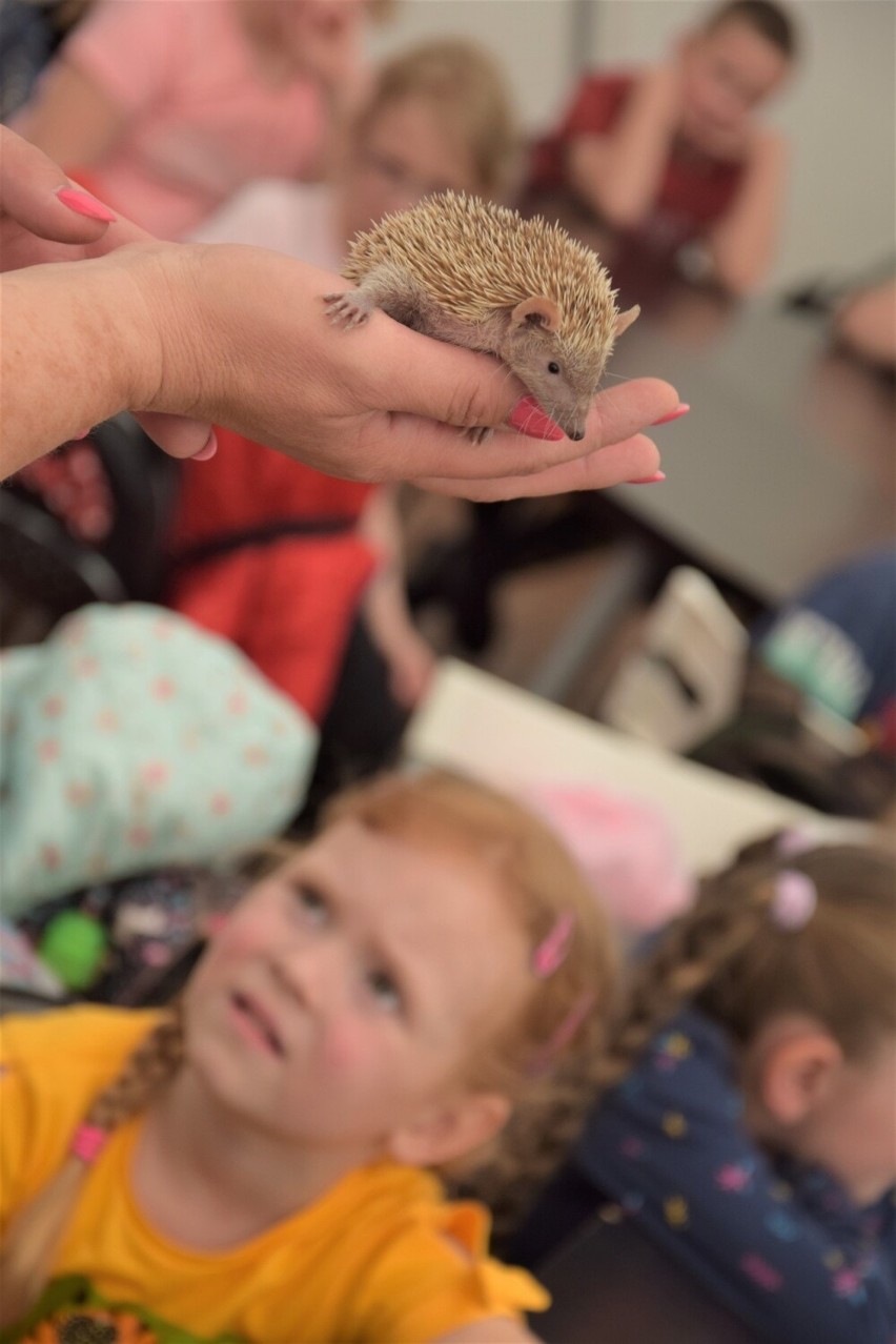 Piękna tenreczka z Zoo Borysew. Samiczka, z gatunku łudząco podobnego do jeży, jedną z najpiękniejszych w Polsce ZDJĘCIA