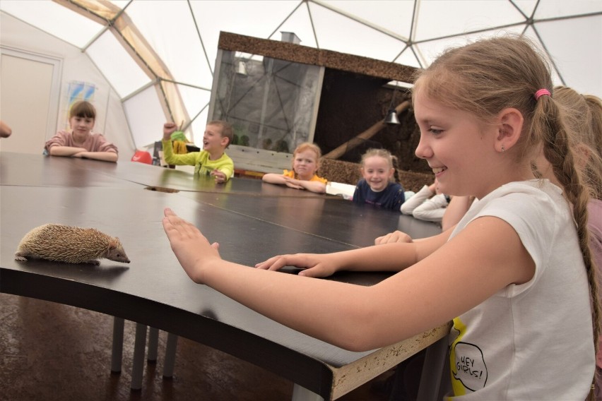 Piękna tenreczka z Zoo Borysew. Samiczka, z gatunku łudząco podobnego do jeży, jedną z najpiękniejszych w Polsce ZDJĘCIA