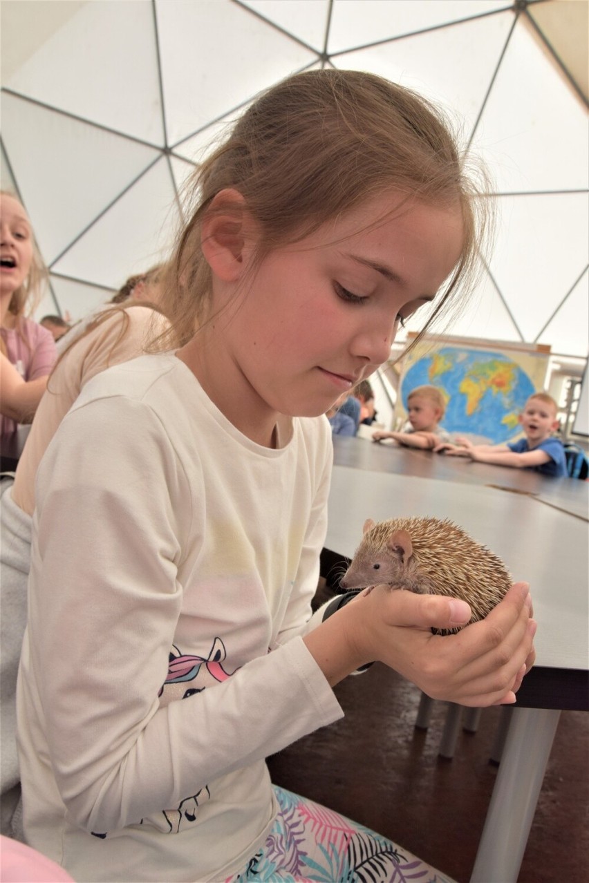 Piękna tenreczka z Zoo Borysew. Samiczka, z gatunku łudząco podobnego do jeży, jedną z najpiękniejszych w Polsce ZDJĘCIA