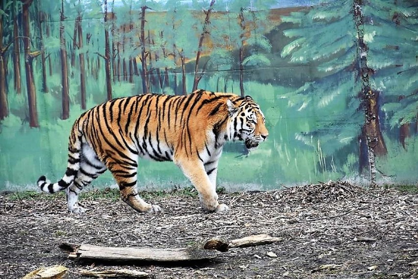 Zniesienie części ograniczeń w w Zamojskim Ogrodzie Zoologicznym. Wiele rygorów bezpieczeństwa nadal obowiązuje, ale bliżej do normalności