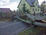 Wichury w powiecie tczewskim. Połamane drzewa i zerwane linie [ZOBACZ ZDJĘCIA, AKTUALIZACJA]