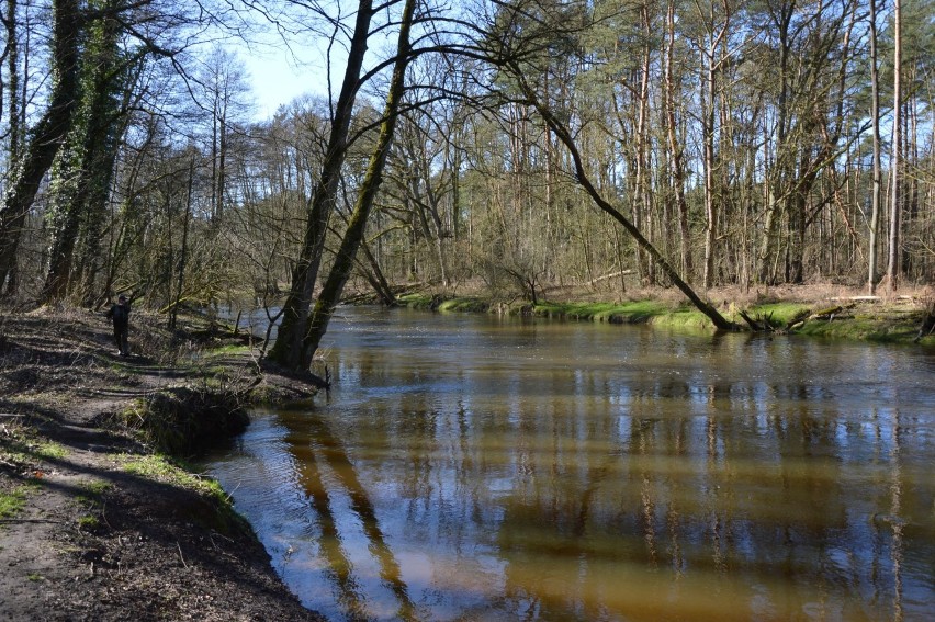 Nad Iną powyżej Goleniowa jest przepięknie. Idealne miejsce na spacer