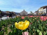 Rynek w Muszynie cały w tulipanach. Wiosenne kwiaty zakwitły w uzdrowisku wcześniej. Warto wybrać się tam na weekendową wycieczkę