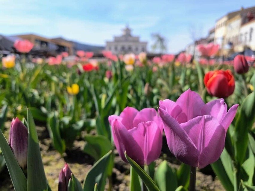 Rynek w Muszynie cały w tulipanach. Wiosenne kwiaty zakwitły w uzdrowisku wcześniej. Warto wybrać się tam na weekendową wycieczkę