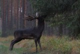 Oto białe i czarne daniele, które żyją w dolnośląskich lasach. Są przepiękne [FILM] 