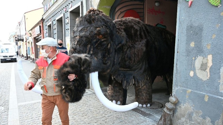 Mamut spacerował po Kielcach promując Teatr Lalki i Aktora Kubuś [WIDEO, ZDJĘCIA]