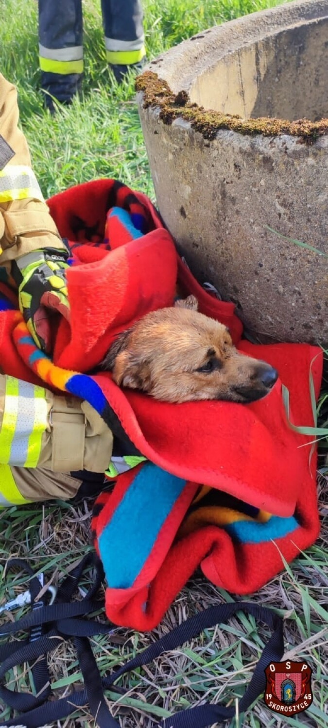 Druhowie ze Skoroszyc uratowali psa, który wpadł do studni.