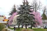 "Festiwal kwitnących wiśni" w Żaganiu! Mimo chłodu drzewa owocowe na miejskich skwerach są obsypane kwiatami! To nasz własny "festiwal"