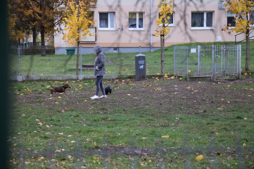 Gdzie wybrać się z psem w Pruszczu? W mieście są aż trzy wybiegi dla czworonogów. Znaliście wszystkie te miejsca? | ZDJĘCIA