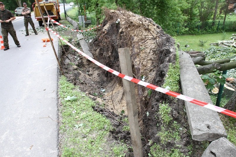 Powalone drzewa przy ul. Pocztowej w Płocku