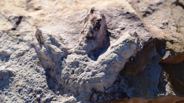 Sensacyjne odkrycie na Mazowszu. Znaleziono kości i tropy dinozaurów