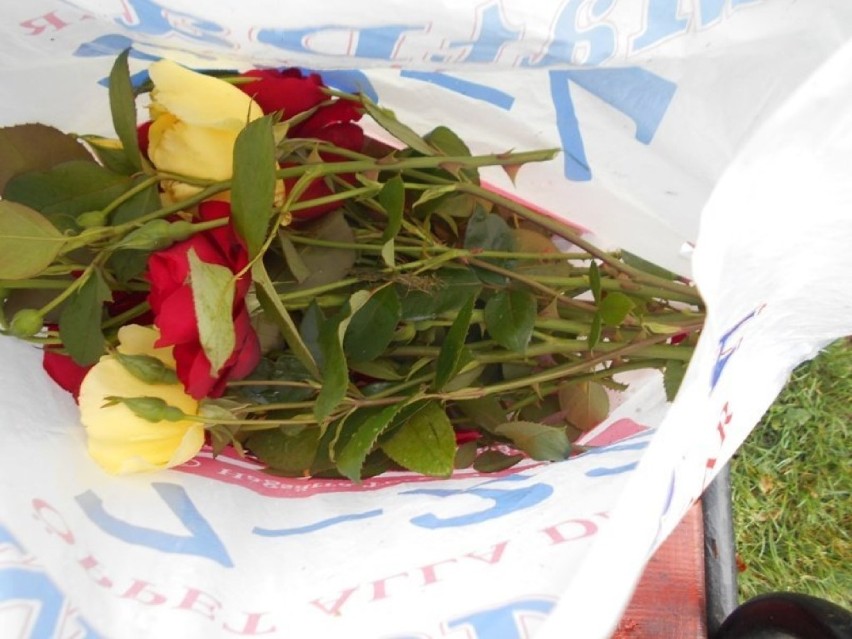Mężczyzna ścinał róże w Parku Miejskim w Wejherowie [ZDJĘCIA] 
