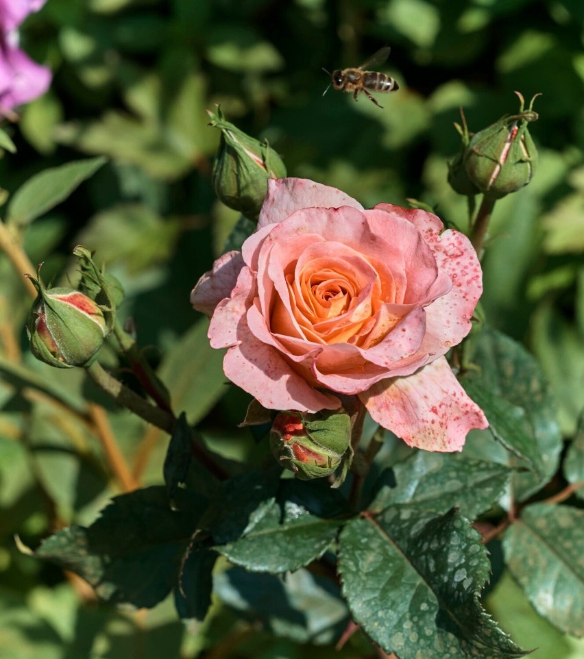 Zobacz jak przepięknie róże przyozdobiły przyzamkowy park i ogród 