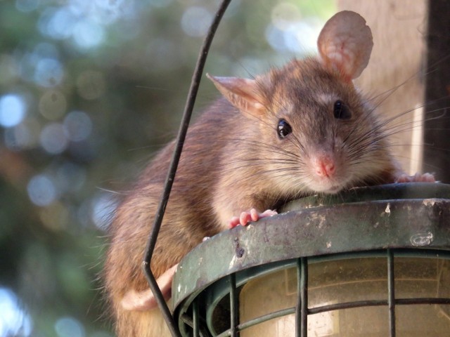 Szczury żyją zawsze blisko siedlisk ludzkich